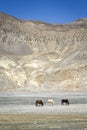 Horses in Himalaya mountains Royalty Free Stock Photo