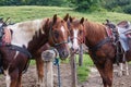 Horses at the Hitching Post