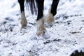 Horses Hoof in winter outside Royalty Free Stock Photo