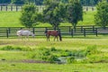 Horses at horse farm. Country landscape Royalty Free Stock Photo