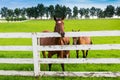 Horses at horse farm. Royalty Free Stock Photo