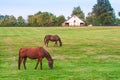 Horses at horse farm. Country landscape. Royalty Free Stock Photo