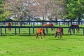 Horses at horse farm. Country landscape. Royalty Free Stock Photo