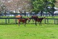 Horses at horse farm. Country landscape. Royalty Free Stock Photo