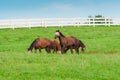 Horses at horse farm. Country landscape. Royalty Free Stock Photo