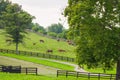 Horses at horse farm. Country landscape. Royalty Free Stock Photo