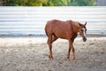 Horses at horse farm. Country summer landscape. Royalty Free Stock Photo