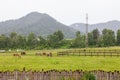 Horses at horse farm. Country summer landscape in altay mountains Royalty Free Stock Photo