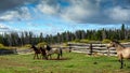 Horses at horse farm. Country summer landscape, Chilcotin District of the Central Interior of British Columbia Royalty Free Stock Photo