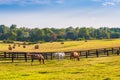 Horses at horse farm. Country summer landscape Royalty Free Stock Photo