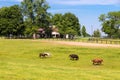 Horses at horse farm. Country landscape. Royalty Free Stock Photo