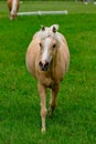 Horses at horse farm at golden hour. Country summer landscape Royalty Free Stock Photo