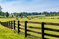 Horses at horse farm. Royalty Free Stock Photo