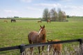 Horses at horse farm. Mares with foals on green pastures. Spring country landscape Royalty Free Stock Photo