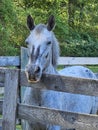 Horses horse Grey gray fence fences country