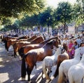 horses on a horse market in holland Royalty Free Stock Photo