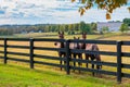 Horses at horsefarm. Autumn country landscape Royalty Free Stock Photo