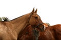 Horses. Horses in paddock. Close up. Mammals. Quadrupeds. Brown horses. Royalty Free Stock Photo