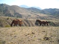 Horses horses run through the steppe wind nature freedom Royalty Free Stock Photo