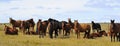 Horses in Hulunbuir steppe Royalty Free Stock Photo