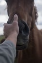 Horses and humans. portrait of horse. man touches a horse head. Touch of the friendship between man and horse in the stable.