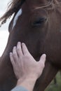 Horses and humans. portrait of horse. man touches a horse head. Touch of the friendship between man and horse in the stable.