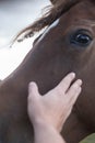 Horses and humans. portrait of horse. man touches a horse head. Touch of the friendship between man and horse in the stable.