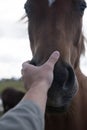 Horses and humans. portrait of horse. man touches a horse head. Touch of the friendship between man and horse in the stable.