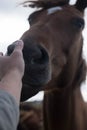 Horses and humans. portrait of horse. man touches a horse head. Touch of the friendship between man and horse in the stable.