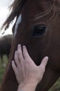 Horses and humans. portrait of horse. man touches a horse head. Touch of the friendship between man and horse in the stable.