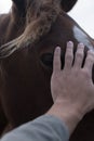 Horses and humans. portrait of horse. man touches a horse head. Touch of the friendship between man and horse in the stable.