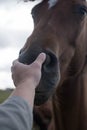 Horses and humans. portrait of horse. man touches a horse head. Touch of the friendship between man and horse in the stable.