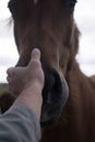 Horses and humans. portrait of horse. man touches a horse head. Touch of the friendship between man and horse in the stable.