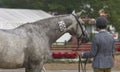 Horses Hunter jumper Classic cCeveland, Ohio