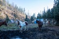 Horses at a hunting camp in Gila National Forest of New Mexico