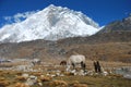 Horses in the Hymalaya Montains at Lobuche Royalty Free Stock Photo