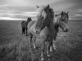 Horses in Iceland in Black White Royalty Free Stock Photo