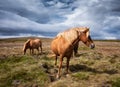 Horses in Iceland. Horse and pony on the Westfjord in Iceland. Composition with wild animals. Classic icelandic landscape in the s