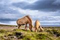 Horses in Iceland. Horse and pony on the Westfjord in Iceland. Composition with wild animals. Classic icelandic landscape in the s