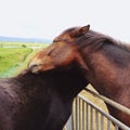 Horses in Iceland hugging each other Royalty Free Stock Photo