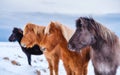 Horses in Iceland. Wild horses in a group. Horses on the Westfjord in Iceland. Composition with wild animals.