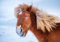 Horses in Iceland. Wild horses in a group. Horses on the Westfjord in Iceland. Composition with wild animals.