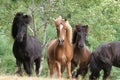 Icelandic horses Royalty Free Stock Photo