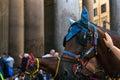 Horses infront of Pantheon roman temple and catholic church in rome Italy.