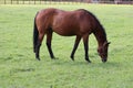 Horses in ireland