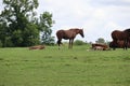 Horses in ireland