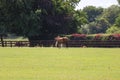 Horses in ireland