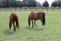 Horses in ireland