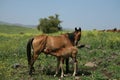 Horses at Israel fields