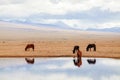 Horses by Kaidu River in Bayanbulak in early Spring